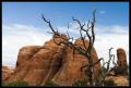 CRW_8780 Gnarled tree